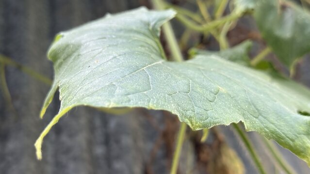 Fresh green plant leaf displaying natural texture and detailed veins