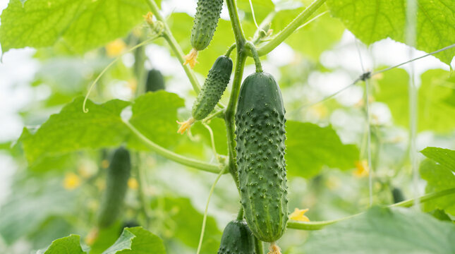 Fresh green cucumbers growing on vine in a sunny greenhouse