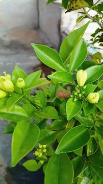 Murraya paniculata (Orange Jasmine) Plant in Full Bloom with Fragrant White Flowers