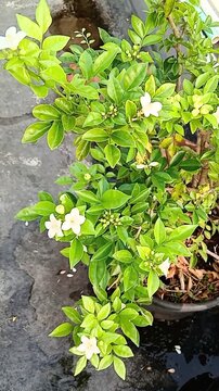 Murraya paniculata (Orange Jasmine) Plant in Full Bloom with Fragrant White Flowers