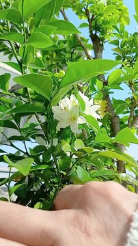 Murraya paniculata (Orange Jasmine) Plant in Full Bloom with Fragrant White Flowers