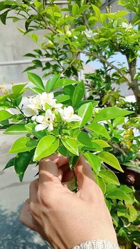 Murraya paniculata (Orange Jasmine) Plant in Full Bloom with Fragrant White Flowers