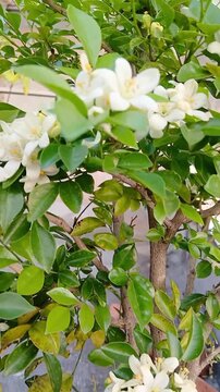 Murraya paniculata (Orange Jasmine) Plant in Full Bloom with Fragrant White Flowers