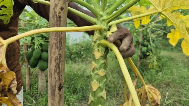 Farmer Pruning Yellow Nutrient Deficient Papaya Leaves From Papaya Tree Field