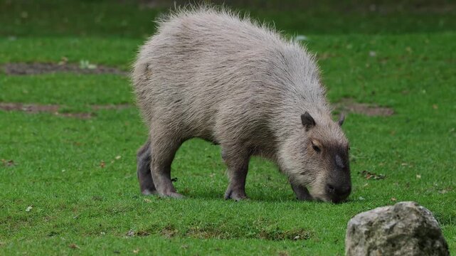 The capybara, Hydrochoerus hydrochaeris is the largest extant rodent in the world. Its closest relatives are agouti, chinchillas, coyphillas, and guinea pigs. Native to South America. 