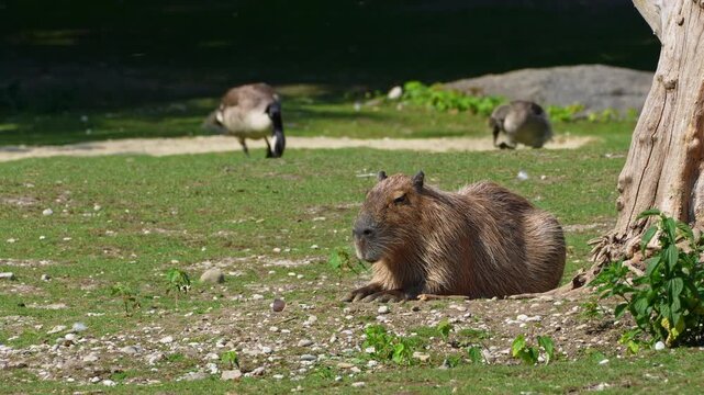 The capybara, Hydrochoerus hydrochaeris is the largest extant rodent in the world. Its closest relatives are agouti, chinchillas, coyphillas, and guinea pigs. Native to South America. 