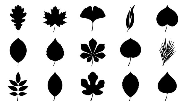 Tree Leaf Botanical Vector Silhouette Set Featuring Oak, Maple, Ginkgo Biloba, Chestnut, Fig, Aspen, and Pine Needle Graphic Design Elements