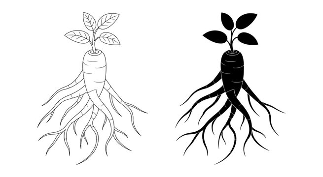 Ginseng plant with roots icon vector illustration