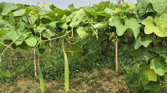 Fresh Green Ridge Gourds Hanging On Bamboo Trellis In Organic Vegetable Farm