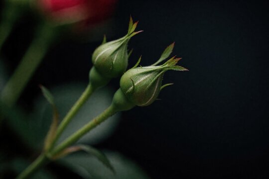 Macro shot of two green rose buds on long stems. Close up view of unbloomed flowers against dark black background. Nature growth concept shows fresh plant life before blooming in garden florist shop