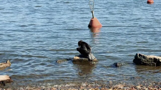 Cormorant Standing on Rock in the Sea with Ducks