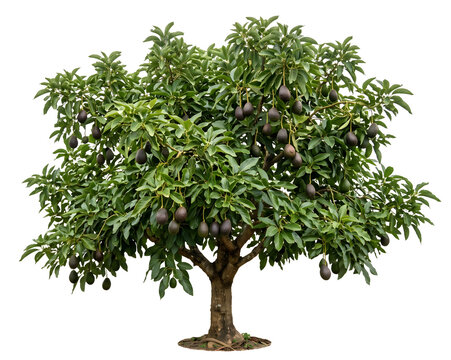 Avocado Tree Laden with Ripe Dark Avocados Ready for Harvest PNG Isolated on transparent background