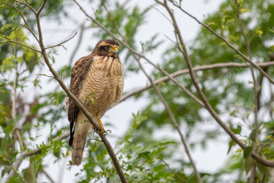 Roadside Hawk - Rupornis magnirostris, beautiful small bird of prey found in forests and woodlands of Americas, Pantanal, Brazil.