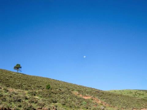 Lone tree on a hill under a clear blue sky with moon