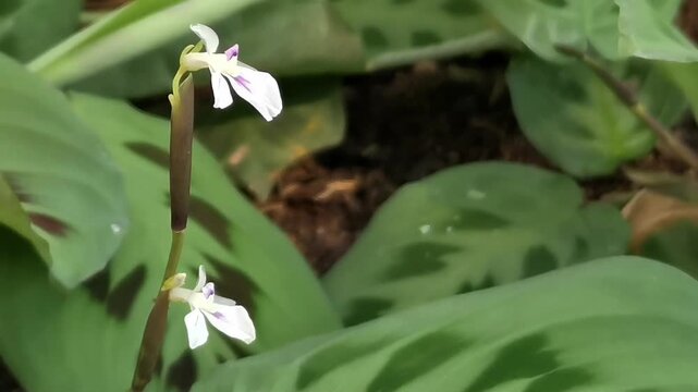 Close up shot of delicate white and purple flowers blooming from a Maranta leuconeura, also known as the prayer plant, with vibrant green patterned leaves in the background.