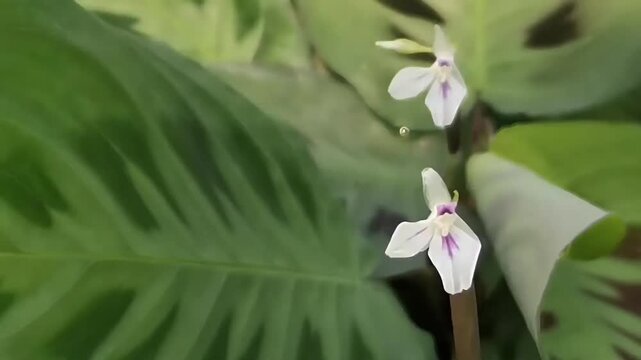 Detailed macro horizontal shot showcasing tiny white flowers with purple stripes blooming from a Maranta leuconeura prayer plant against soft green foliage background.
