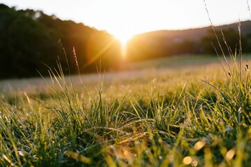 Obraz premium The Golden Grass in a Sunset Meadow Shimmering with Warm Backlight