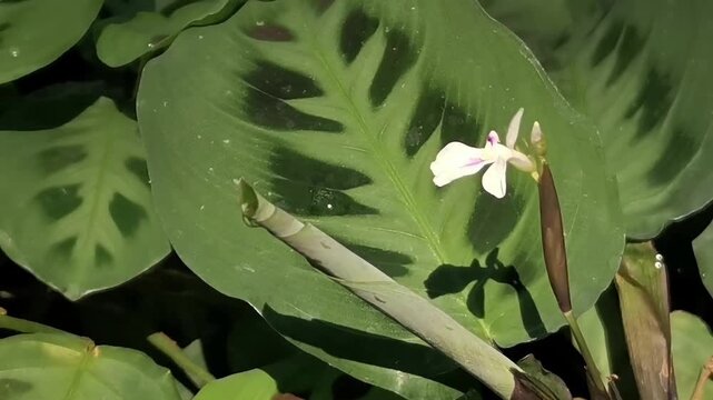 A steady horizontal FHD shot showcasing the striking patterned leaves, a new leaf shoot, and a delicate white flower of a Maranta leuconeura prayer plant in natural sunlight.