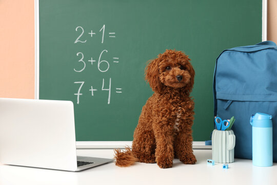 Cute brown poodle dog sitting in front of a green chalkboard with math problems, School supplies, and a laptop