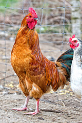 Rooster on the farm © Janusz