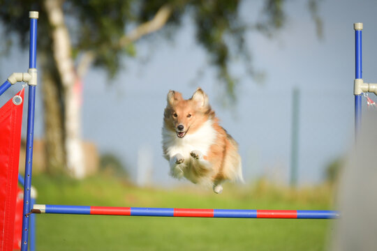 Dog is jumping over the hurdles. Amazing day on czech agility competition.	