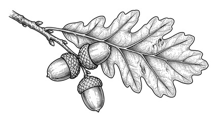 Oak leaf branch featuring three detailed acorns is depicted in a black and white engraving style. © yuni