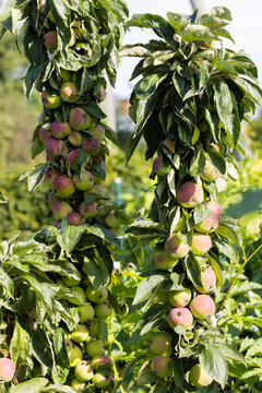 Espalier Apple Trees Laden With Ripening Apples In Sunny Garden Orchard