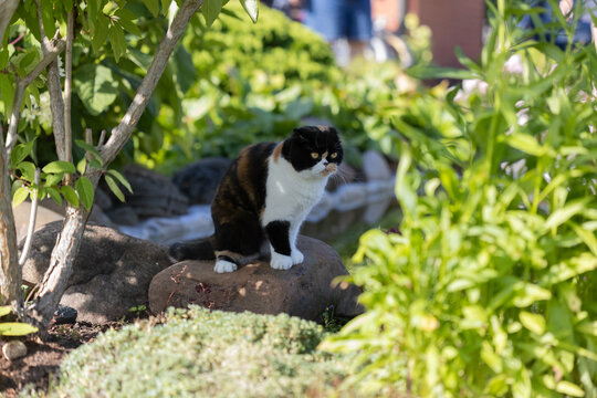 Calico Cat Sitting on a Garden Rock Among Lush Greenery in Sunlit Backyard