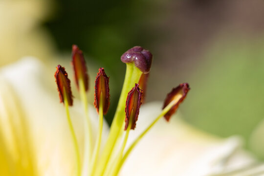 Macro Close-Up Of Yellow Lily Stamen And Pistil With Soft Bokeh Background