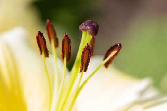 Macro Close-Up Of Yellow Lily Stamen And Pistil With Soft Bokeh Background