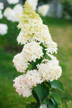 Hydrangea Fraise Melba Blossom Growing on Bush in Sunshine