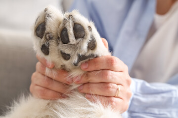 Person holding a fluffy dog paw with visible pads, pet care and animal welfare concept, close up view © Pixel-Shot