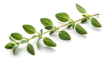 Fototapeta premium Fresh green oregano herb sprig isolated on white background for culinary cooking