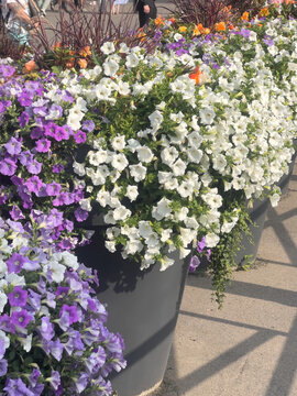 Petunia or Petunia hybrida with abundant white purple and orange flowers in decorative urban containers