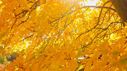 Fototapeta premium Golden maple tree canopy illuminated by warm autumn sunlight against a clear blue sky. Vibrant yellow foliage creates a striking seasonal background filled with natural beauty and color.