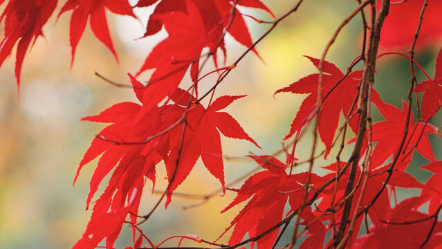 Close-up of vibrant red Japanese maple leaves glowing in soft autumn light with a blurred background. Elegant seasonal foliage creates a peaceful nature scene full of rich colors and texture.