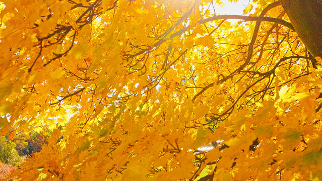 Golden maple tree canopy illuminated by warm autumn sunlight against a clear blue sky. Vibrant yellow foliage creates a striking seasonal background filled with natural beauty and color.