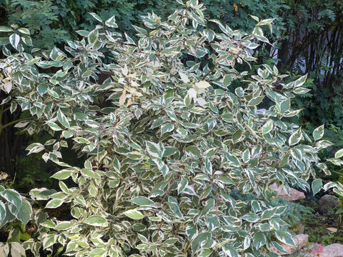 Variegated dogwood Elegantissima or Cornus alba Elegantissima shrub with green and creamy white foliage