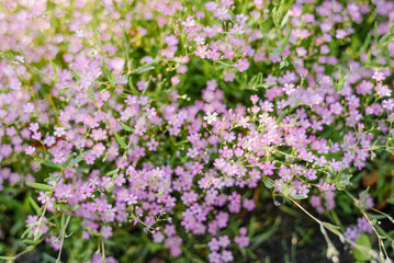 Obraz premium Small Pink Gypsophila Flowers in Garden Background