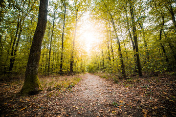 Fototapeta premium Scenic path through dense autumn forest with bright sunburst through trees
