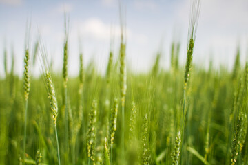 Obraz premium Green wheat ears growing in agricultural field under blue sky