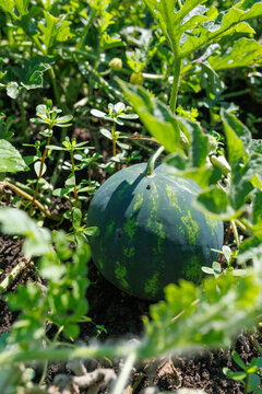 Small watermelon rests among green leaves
