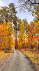 Obraz premium Autumn path winds through colorful forest