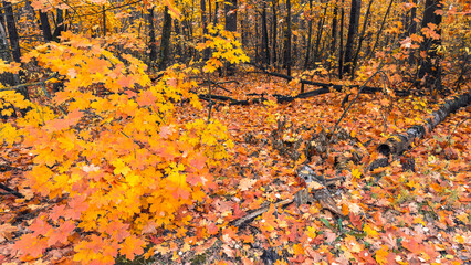 Obraz premium Autumn forest bathed in golden light