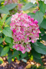 Naklejka premium Lush Bush of Bonfire Hydrangea Paniculata Covered With Intense Red Flowers