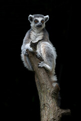 Fototapeta premium Ring tailed lemur perched high on a tree trunk isolated against a solid black background with wildlife