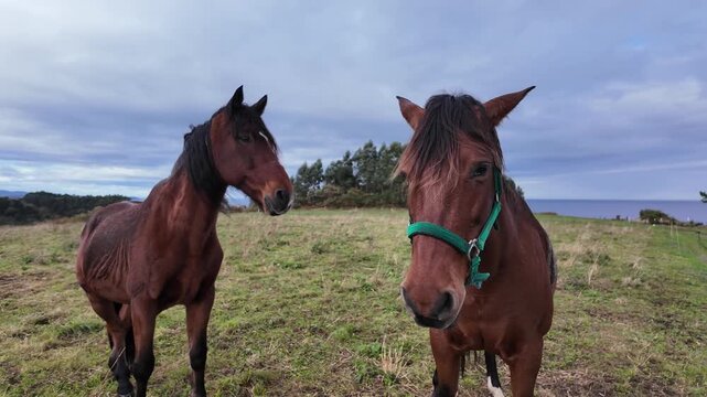 Two brown horses with green halters stand in a grassy field under a cloudy sky.