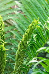 Natural green young ostrich fern or shuttlecock fern © Dmitrii Potashkin