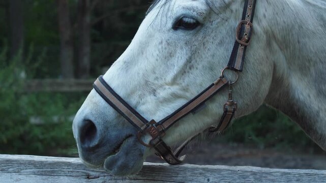 Close up portrait of a white horse head in a halter standing near a wooden fence on a rural farm. The animal peacefully chews hay and looks into the frame on a summer day