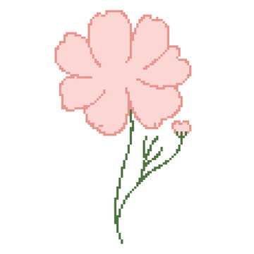 Pink cosmos daisy flower botanical pixel art handdrawn